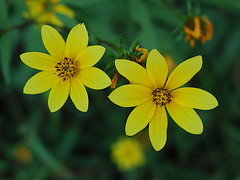 flickr.com, Anita363