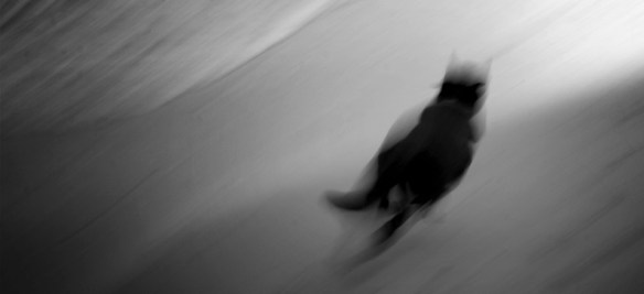 detail of 'dog' by nixter