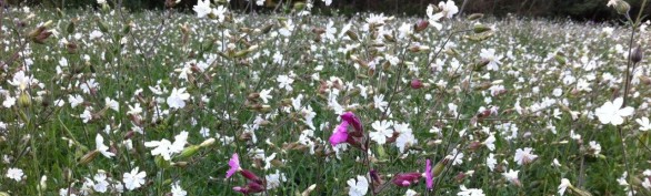 A wonderful mix of native woodland meadow flowers at Respects GB Scrooby / Bawtry Memorial Park