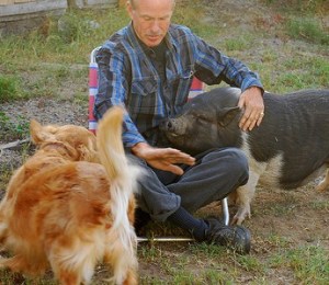 Man playing with pig and dog